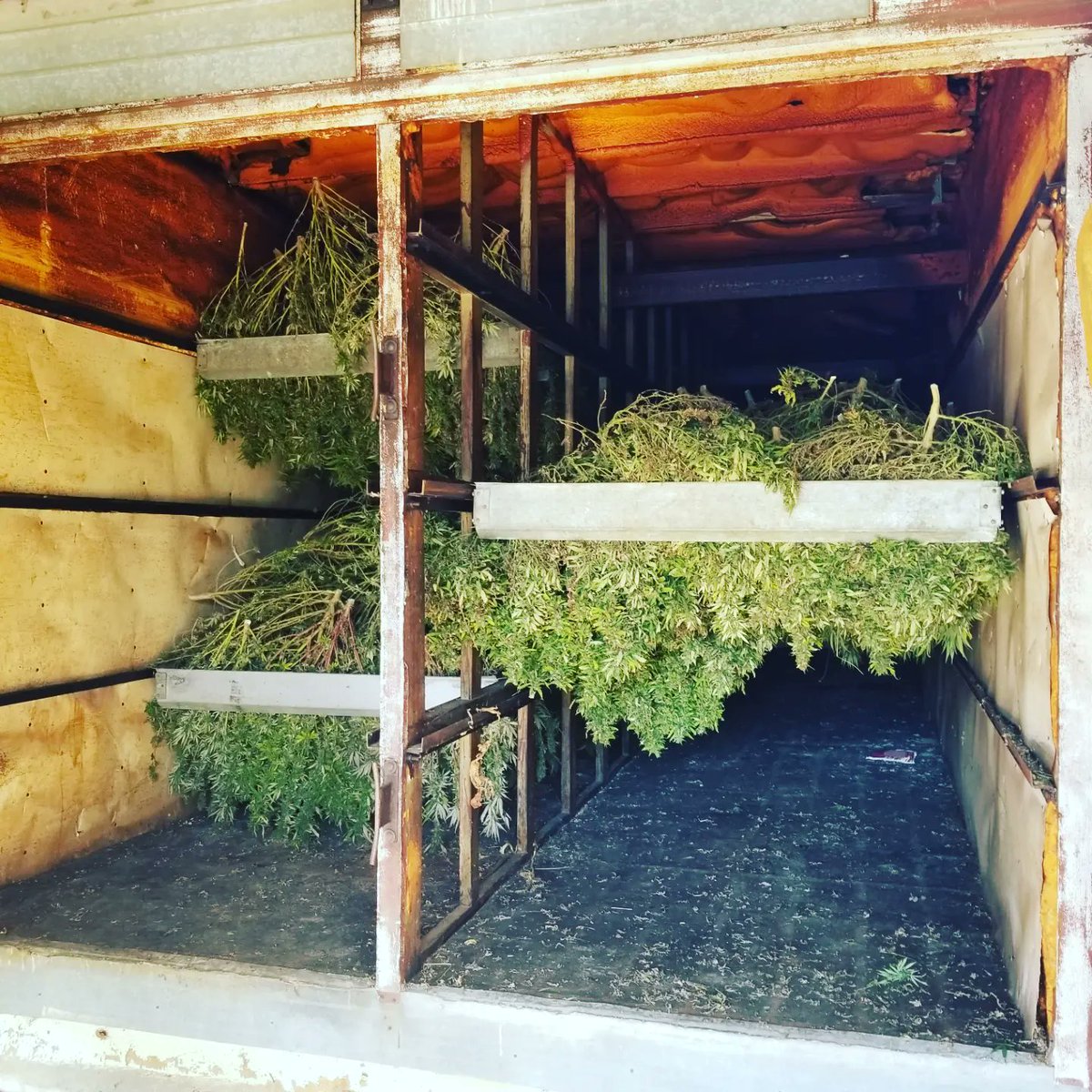 whitthemp's tweet photo. It's Harvest Season at the Farm!  As we embark on our 8th year,  we are incredibly thankful for the overwhelming support.  With our mission to save our family tobacco farm, we are focusing on the future  https://t.co/W5YrroWZ0P 
(Enjoy our 50% off Friends &amp; Family Discount) https://t.co/uT2LQBBwSq