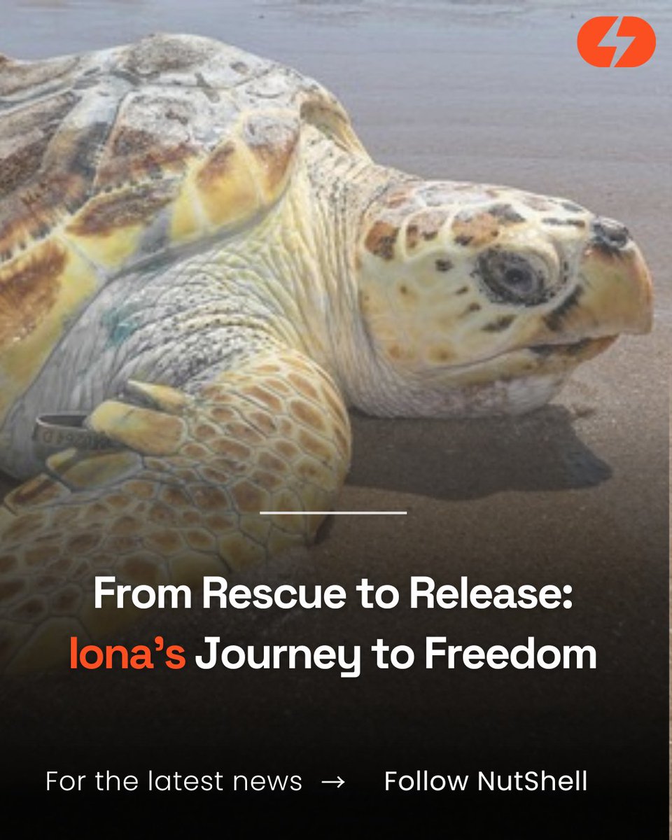 From Rescue to Release: Iona's Journey to Freedom  
bbc.com/news/uk-englan…
#Uknews #scotlandnews #englandnews #Loggerheadturtel #IonaTheSurvivor
#TurtleRehabilitation #AzoresRelease #TrackingIona #MarineConservation #WildlifeRecovery #ResilientSpecies #TurtleMigration #Yorkshire