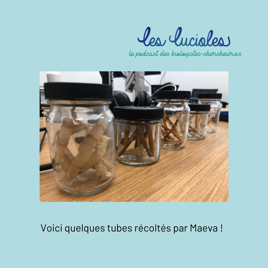 Les Lucioles | Le saviez-vous ?

Ça grouille de vie dans les profondeurs de l'océan ! Maeva Perez nous en parle davantage dans l'épisode01 de la saison 2 : Profondeurs de l'océan et vers symbiotiques.

Disponible sur Spotify, Apple Podcast et sur le lesluciolespodcast.com