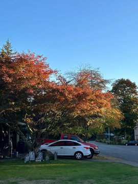 lovingly_heart's tweet photo. Autumn is distinctly dominant now. 
~Seattle, WA. https://t.co/fP3lc7YZmF