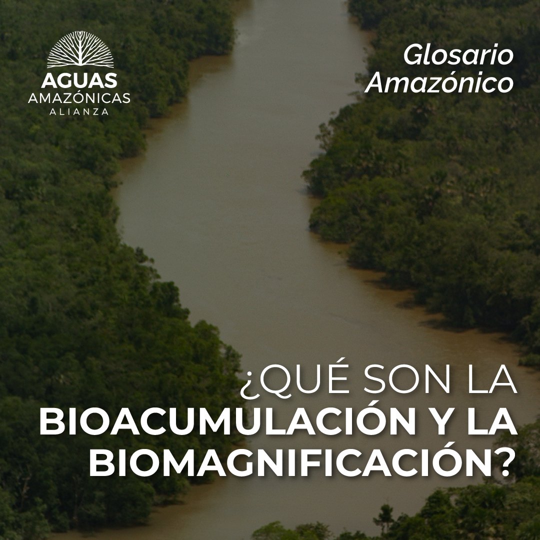 #GlosarioAmazónico
1/2 ¿Sabías que la bioacumulación es el proceso por el que los organismos asimilan y retienen sustancias químicas del ambiente? Abrimos hilo 🧵💧.