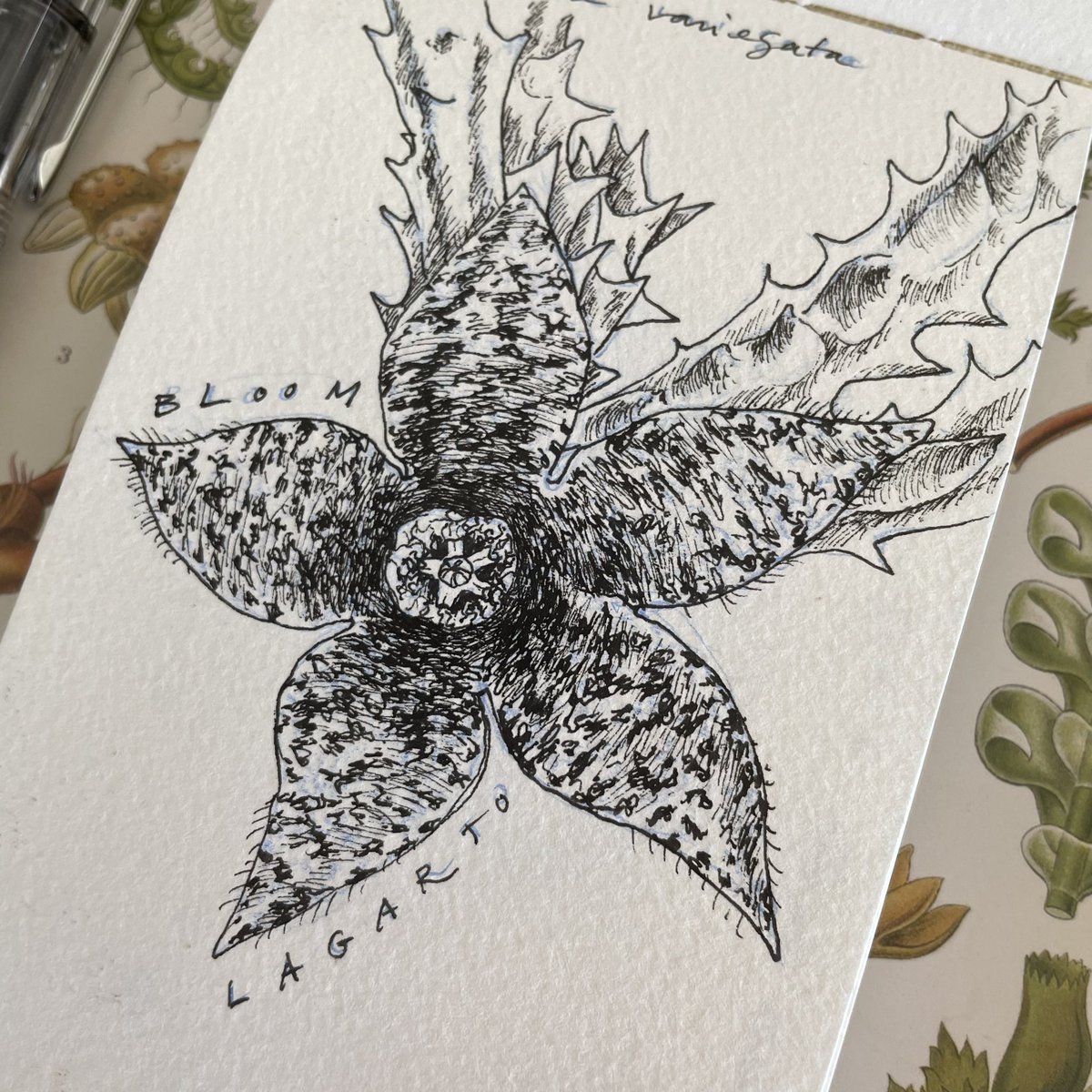 Lucia_Antunes's tweet photo. Day 9 // #Lagarto + #Bloom // #OrbeaVariegata 

 Two combined #inktober prompts! 

@illustraciencia + @GNSIorg 

#illustration #drawing #scienceart #scientificillustration #Sciart #Sciartober #Illustraink23 #illustraciencia #inktober #natureillustration #lizard #cannionflower https://t.co/E6RXWH4suL