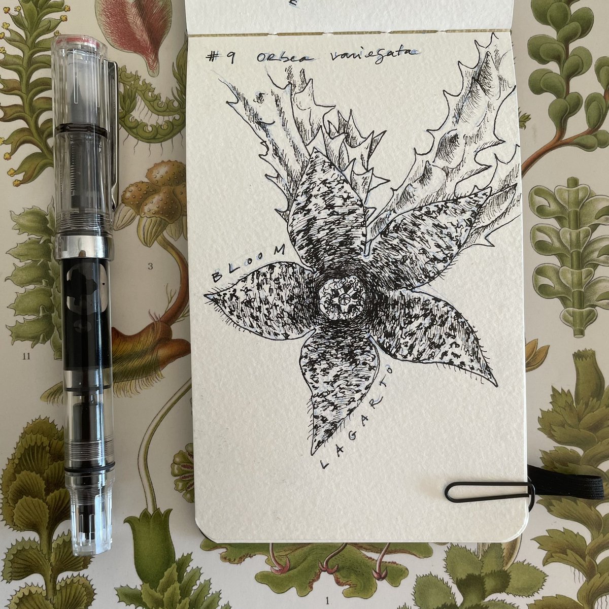 Lucia_Antunes's tweet photo. Day 9 // #Lagarto + #Bloom // #OrbeaVariegata 

 Two combined #inktober prompts! 

@illustraciencia + @GNSIorg 

#illustration #drawing #scienceart #scientificillustration #Sciart #Sciartober #Illustraink23 #illustraciencia #inktober #natureillustration #lizard #cannionflower https://t.co/E6RXWH4suL