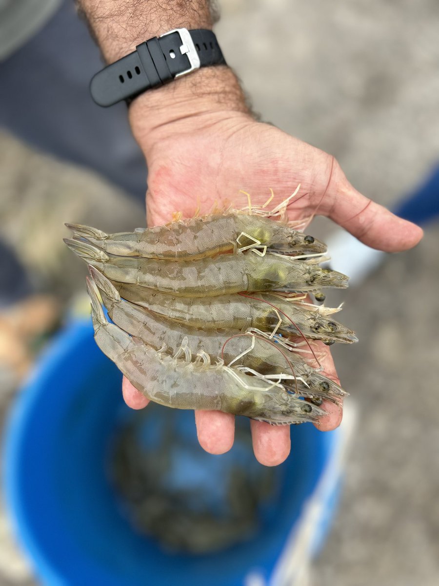 TransAmAqua tweet picture