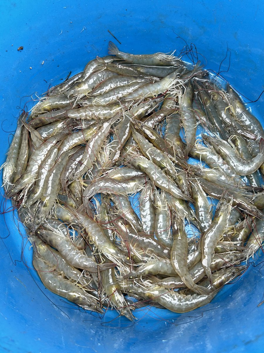 TransAmAqua tweet picture