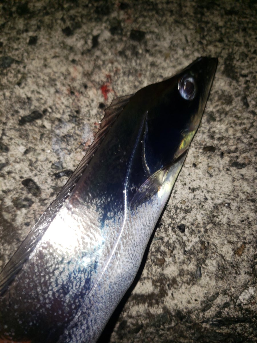 Ga011Ryo's tweet photo. 久々に太刀魚釣り！！
日が変わる前には、帰るいよったけど
気がつけば23時までやってた😂笑
さーて寝よ😪 https://t.co/dfOpnxMAFy
