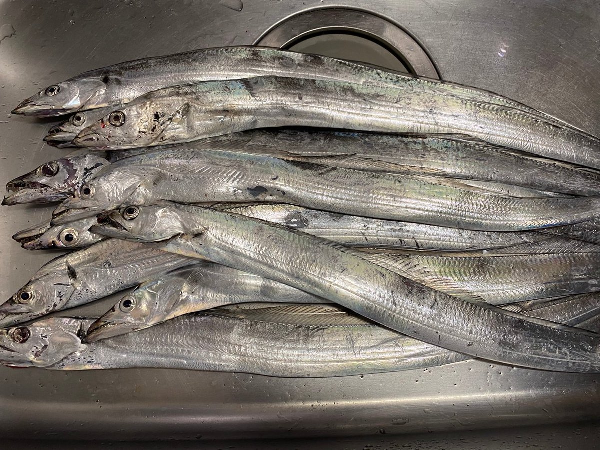 Ga011Ryo's tweet photo. 久々に太刀魚釣り！！
日が変わる前には、帰るいよったけど
気がつけば23時までやってた😂笑
さーて寝よ😪 https://t.co/dfOpnxMAFy