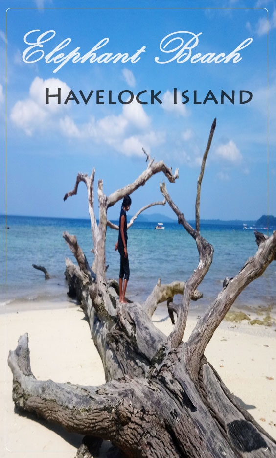 High on Adventure – Eliphant Beach, Havelock Island!!
#adventure #EliphantBeach #HavelockIsland #islandTavel #travelblogger #travelgram #traveldiaries #Travel #Tourism #tourismIndia #travelphotography #IndianDiaries #acolorfulride