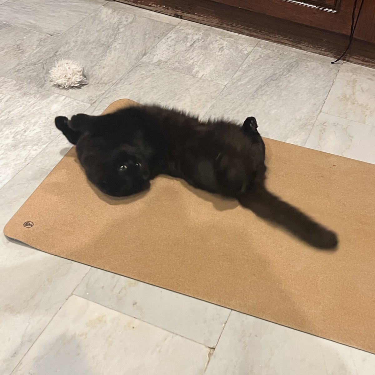 Hayaajj's tweet photo. Now this is a cat pose #realyoga https://t.co/6xBbNsDayf