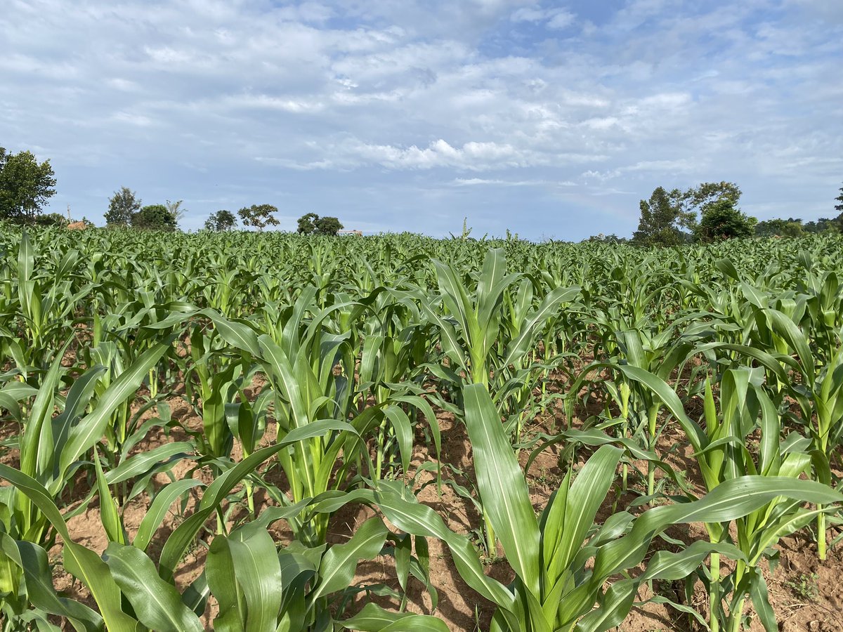 Novine_Farm's tweet photo. There’s is no Independence without food security 

Let us sustainably produce safe and quality food for our people 
#UgandaAt61 https://t.co/6HyJ576kcB