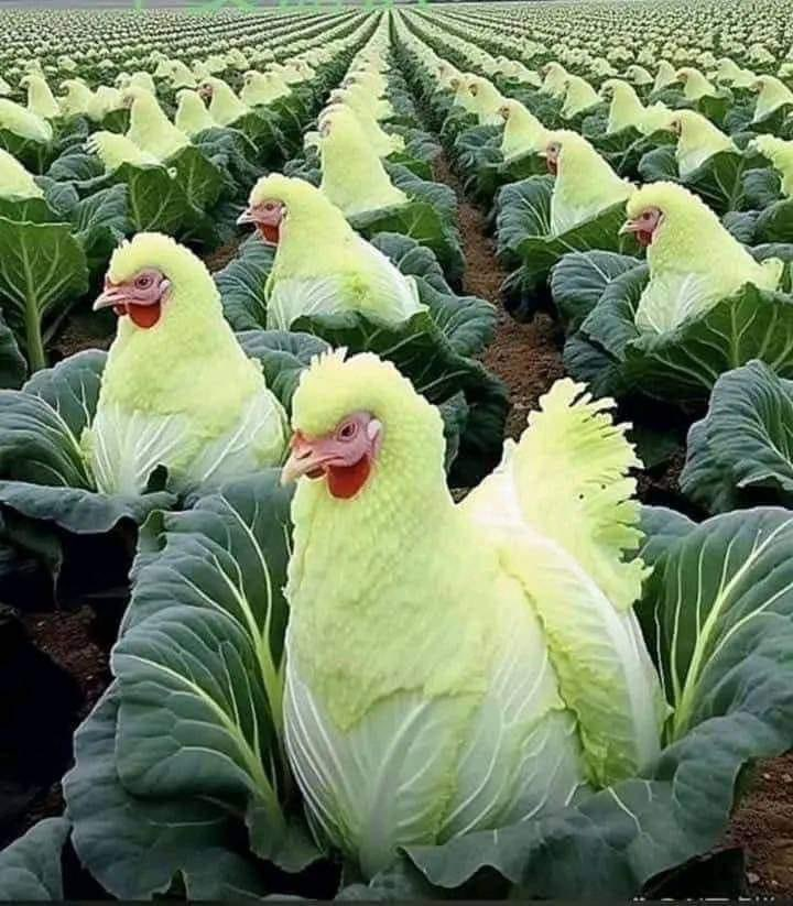 SquizzeI's tweet image. I had no idea this is where vegan chicken came from! #youlearnsomethingneweveryday 😂