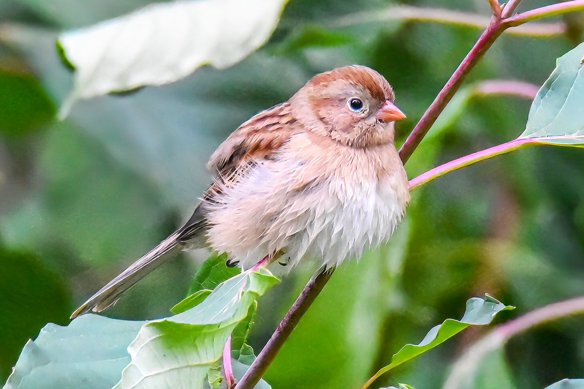 gigi_nyc's tweet photo. A field sparrow was at the Central Park Maintenance Meadow yesterday. 
#fieldsparrow #BirdsSeenIn2023 #fallmigration #BirdsOfTwitter https://t.co/wkcAzic9HN