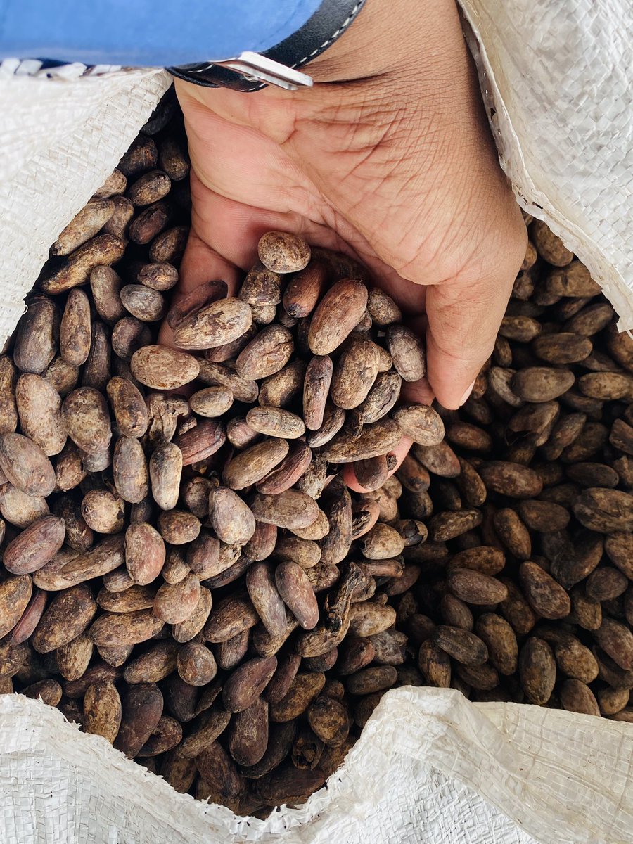 gapega_'s tweet photo. El Cacao de Bioko es de los mejores del continente siendo Baney uno de los mayores productores 🇬🇶 

#CacaodeBioko #GuineaEcuatorial https://t.co/xgsuKsvLR3