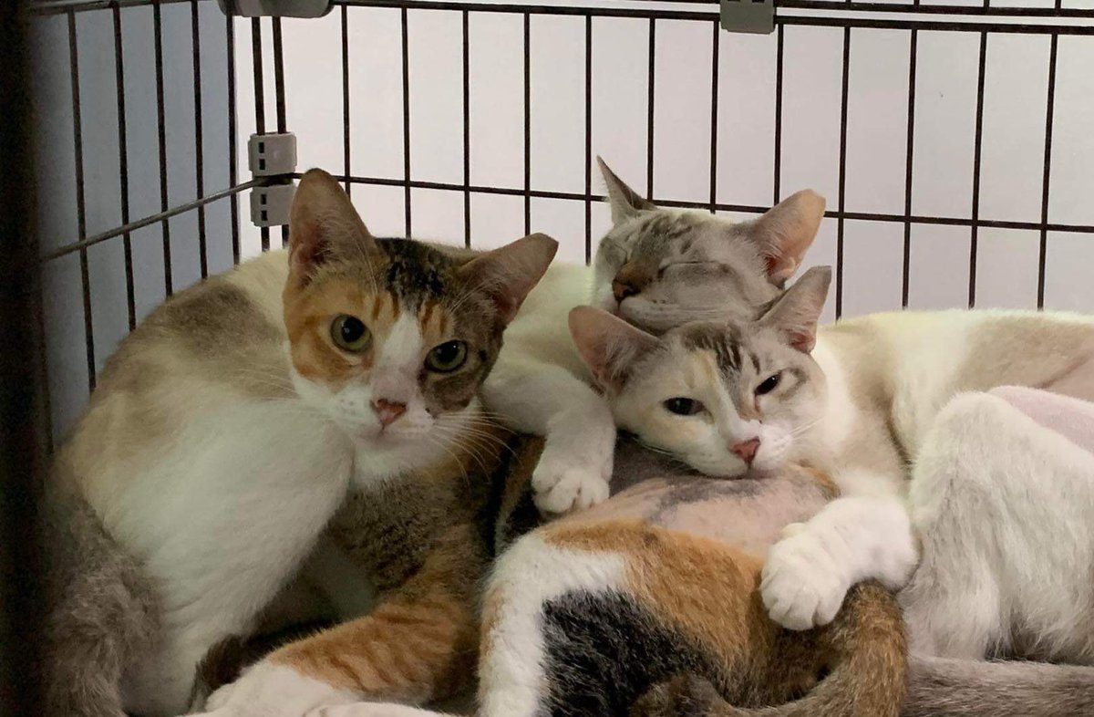 leipaprint's tweet photo. hi! it’s been a while ≽^•⩊•^≼

dropping by to inform everyone that all our indoor cats have been spayed / neutered already 💗

hopefully i can go back into printing so we can have all our outdoor cats be spayed or neutered also 🌟 https://t.co/U2twDZsGwI