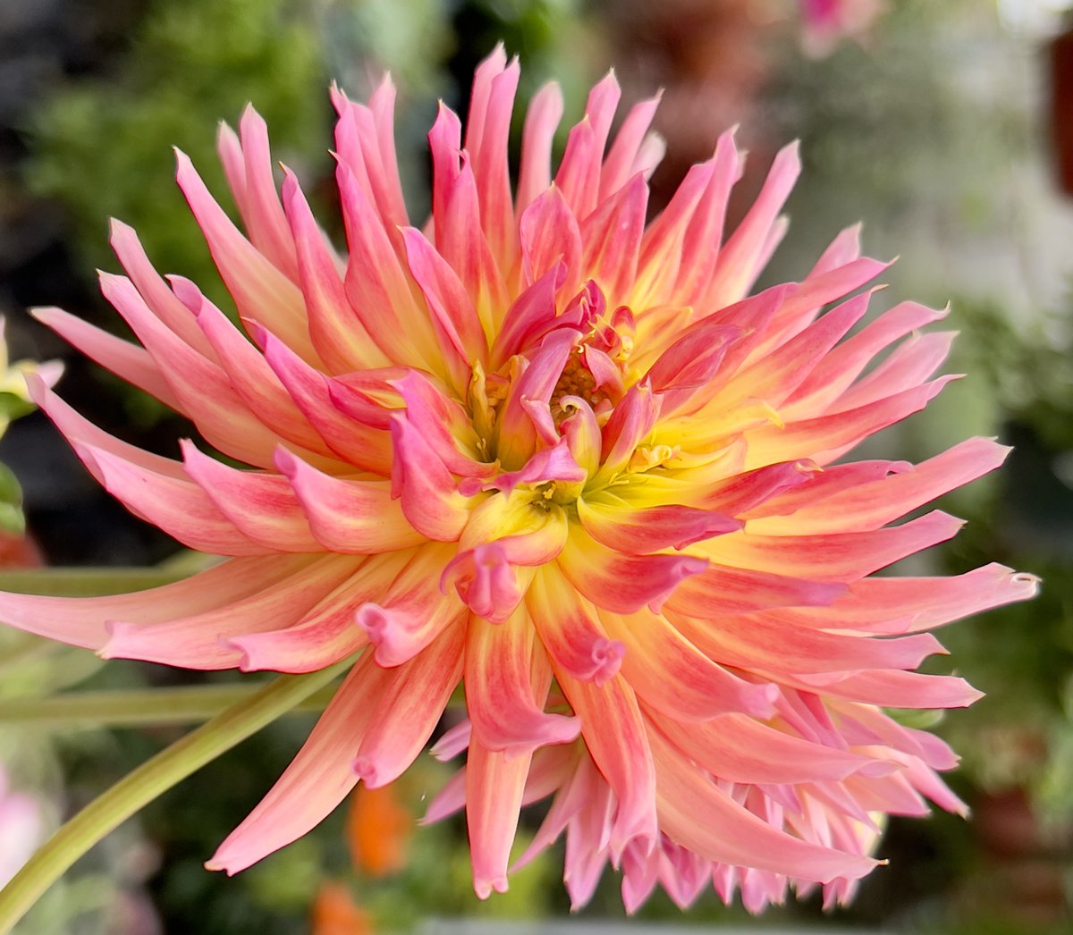 Si dejamos de luchar, damos paso a la amargura