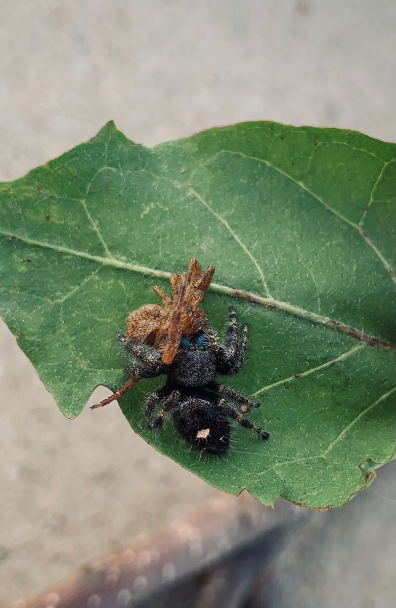 Ancient Mayo tweet media