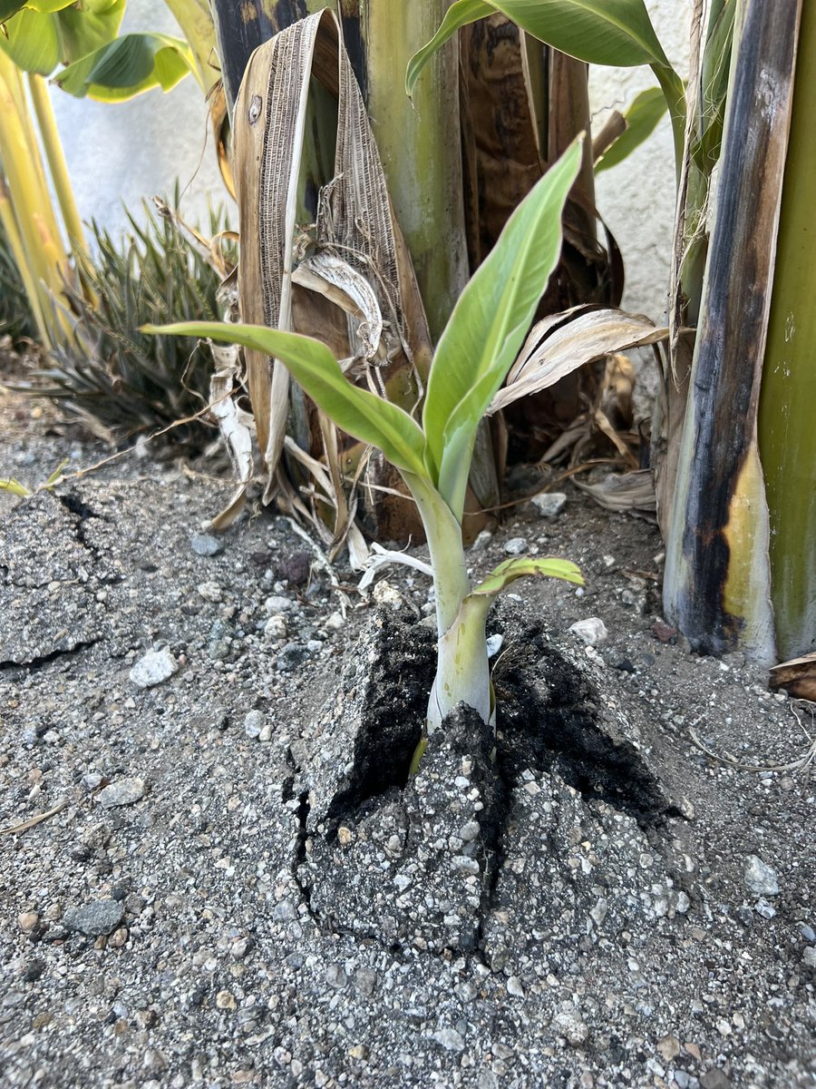 C.A.J.H. tweet media