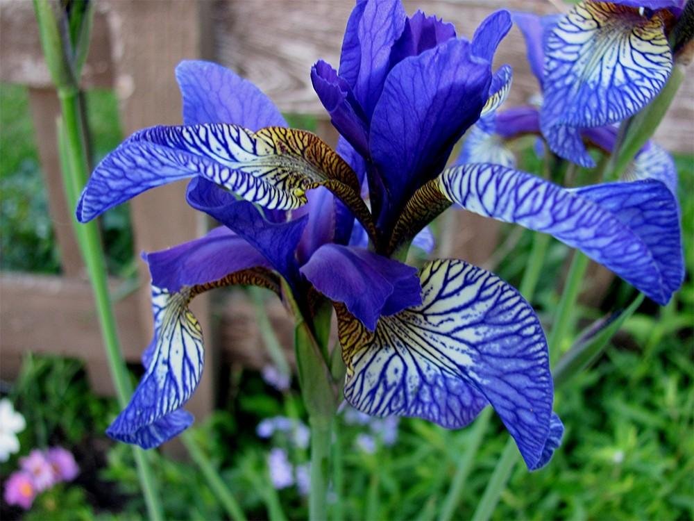 TheCarceri's tweet photo. PRAYER
It doesn’t have to be
the blue iris
it could be
weeds in a vacant lot
or a few small stones;
just pay attention then patch 
a few words together &amp; don’t try
to make them elaborate this isn’t
a contest but a doorway
into thanks &amp; a silence in which
another voice may speak. https://t.co/ZP2cyVAeXa
