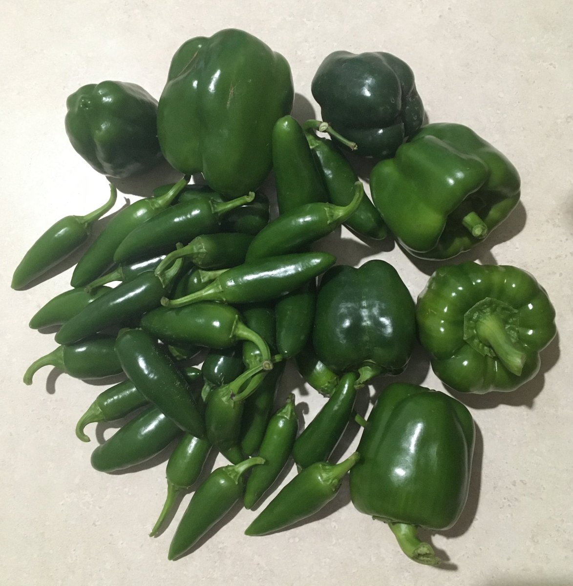 awlswa's tweet image. Yet another harvest today to the food pantry today. It’s October! 
21 jalapeños
10 green peppers 
5 dozen grape tomatoes 
@OSLN #Community #LandLab