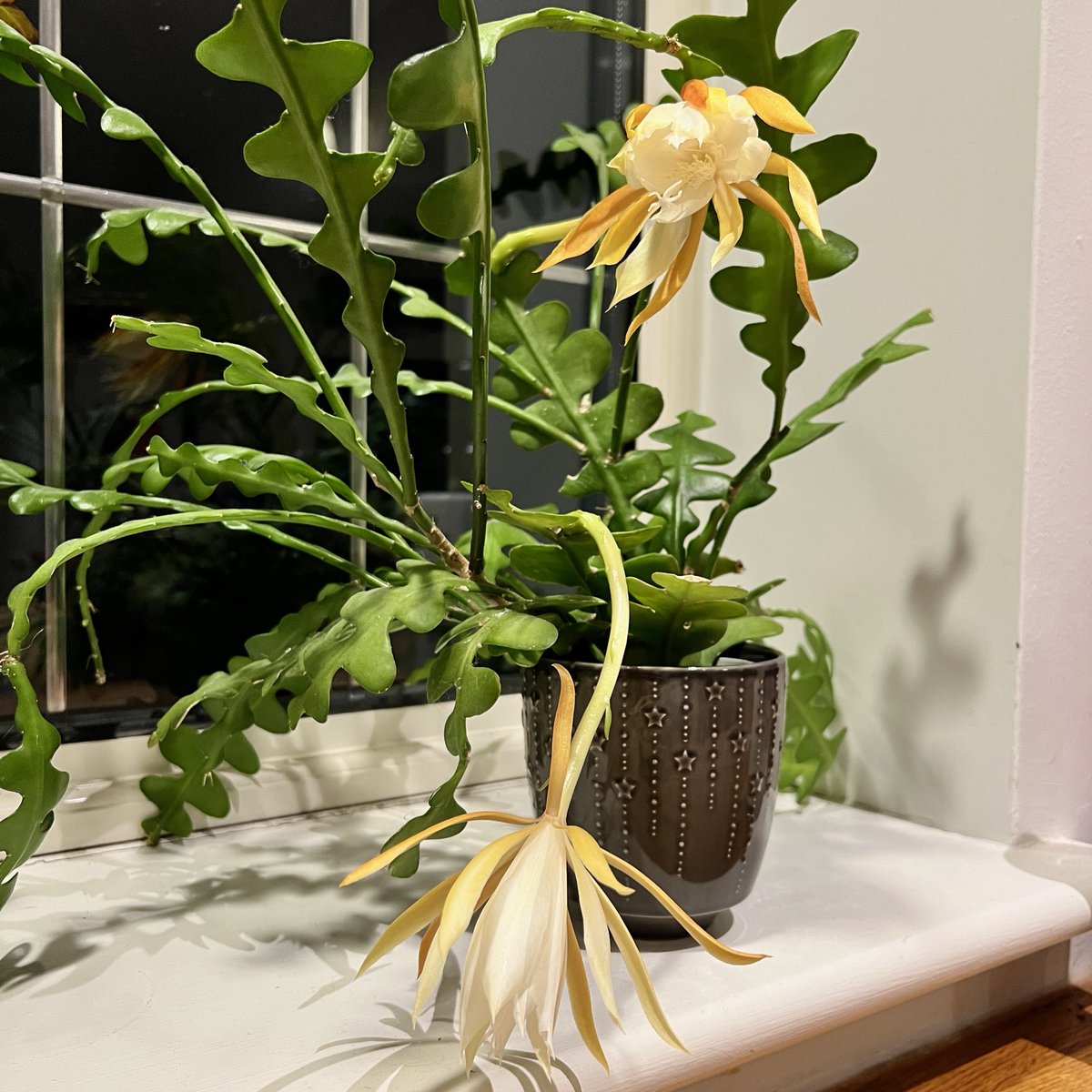 CakeDiddly's tweet photo. Mr. Fish has flowered!!
It is truly a magical evening in the mad house.
🌵🌸
(Mr. Fish is a nocturnal fish bone cactus, and his flowers only last for one day…last year I was away so OH had to send me photos)
(Oh, and he smells DIVINE😍)
#fishbonecactus #proudplantmama https://t.co/RjY5X0nZWW