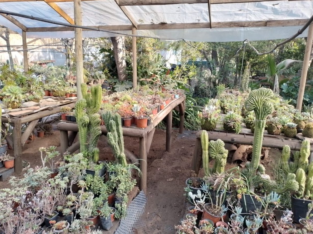 PaisCircular's tweet photo. [Lo+Leído] 👉 💡🌱 #EmprendimientoCircular 💚♻️⁠
⁠
Natural Designs: la propuesta de paisajismo sustentable en una zona de crisis hídrica 🌱💧
⁠
📖 Lee más aquí 👇
 https://t.co/p1Ijw0WZND 
⁠
#Colina #NaturalDesigns #paisajismosustentable #RoxanaFuenzalida https://t.co/XRAZiHgkq7