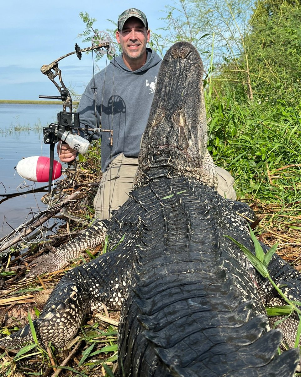 SPORTSMANchnl's tweet photo. Congrats to OSG's own Rob Freyer @bigbuckpw who had an extreme adventure while hunting with Unlimited Outdoors LLC down in the sunshine state. Bucket list big gator accomplished.
#FindYourAdventure #hunting #gator #alligator #Florida #gatorhunting #bowhunting #alligatorhunting https://t.co/kHDNUxJp5f