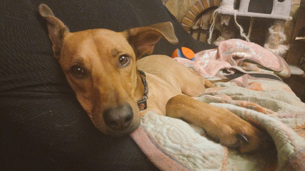 clarelaiz's tweet image. Avui he plorat pq el gos s&apos;ha estirat i m&apos;ha mirat amb aquesta carona #premenstrual