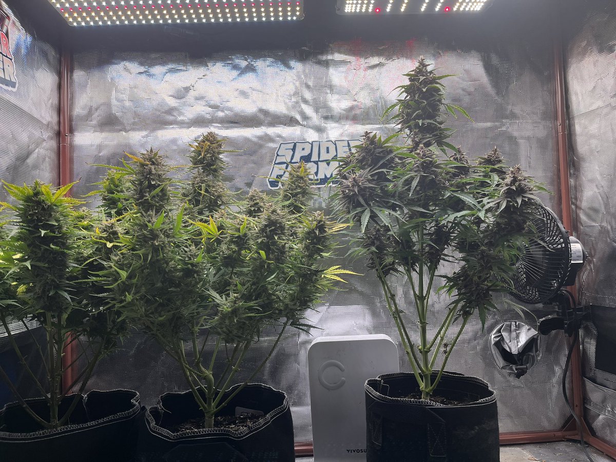 Some super chunky buds on these plants. All three not very tall. I’ll be switching to 15L or 4Gallons to meet in the middle. 
@Speedrunseeds 
@BroMendel 
#CannabisCommunity 
#cannabiscultivation 
#angrown