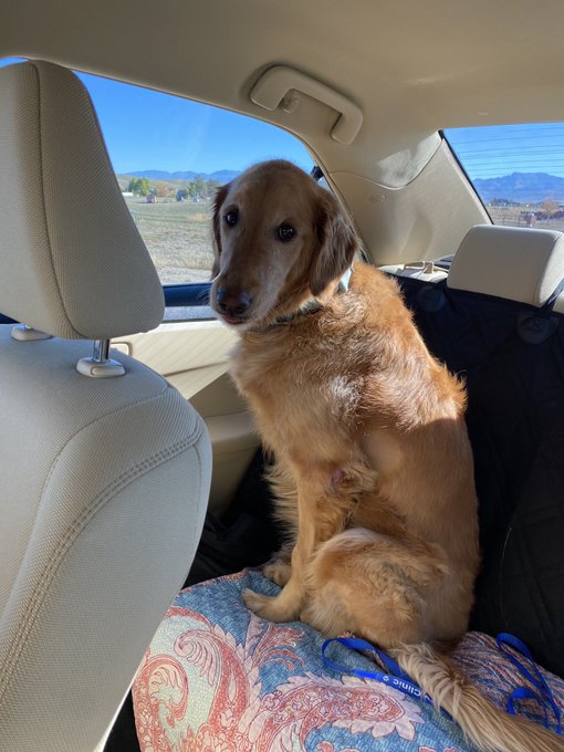 #dailypic #abigail #abbythegolden   On our way into town this morning. https://t.co/f5MZx1Qp47<a href="/tag/dailypic"class="tags">#dailypic</a><a href="/tag/abigail"class="tags">#abigail</a><a href="/tag/abbythegolden"class="tags">#abbythegolden</a>