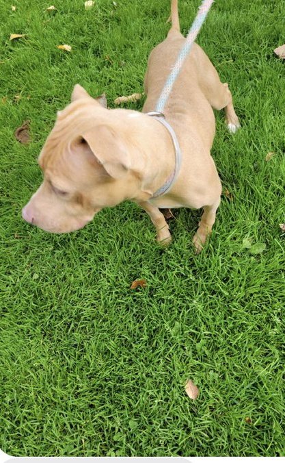 Keith Olbermann's Dogs tweet media