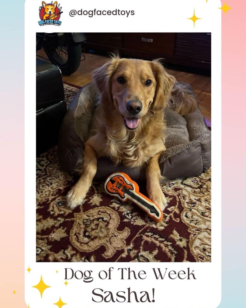 Congratulations Sasha. You’re Dog Faced Toys’ #DogOfTheWeek ! Post a pic of your pet and tag @dogfacedtoys  - they could be the next DOTW! #phishdogs #phishpets #phishdogtoys #phish