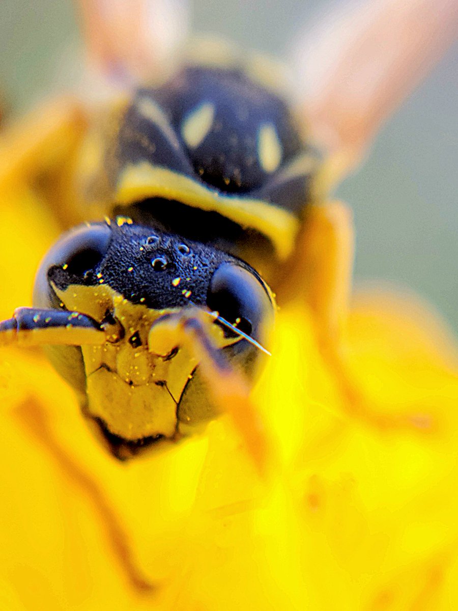 seraphipoudrier's tweet photo. #Guêpe poliste européen, #Polistesdominula, dans une #fleur de #laiteron pour son #nectar. #Insecte couvert de #pollen !
European paper #wasp, feeding on nectar in #flower of #sowthistle, #Sonchus. #Insect covered with pollen, even in October.
#wildlife #nature #outdoors https://t.co/VVkCLooMsk