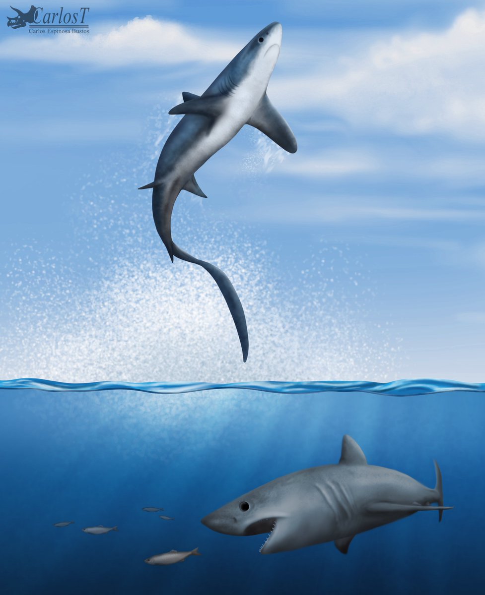 My first paper as a postdoc is published!🎉 We describe for the first time in Chile and America🌎the past record of two shark species, the common thresher shark and the porbeagle shark 🦈🌊
tandfonline.com/doi/abs/10.108…
#paleontology #sharks #fossilrecord #science #marine