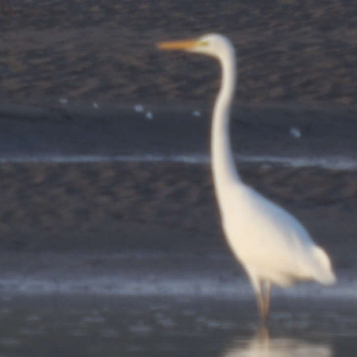 Great White Egret seen from Fremington Quay  9/Oct/23 #tarkatrail #lowcarbonbirding #onetrainfromexeter <a href="/DevonBirds/">Devon Birds</a> <a href="/TarkaTrail/">Tarka Trail</a> <a href="/DBRCnews/">DBRC</a> <a href="/CentreBraunton/">BrauntonCountrysideCentre</a>