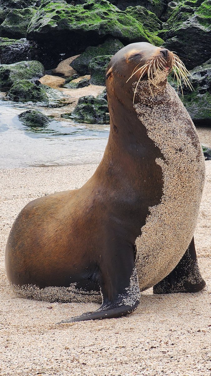SrQuack's tweet photo. @InformaCosmos Galápagos 😻 https://t.co/QvkWbTWlZ0