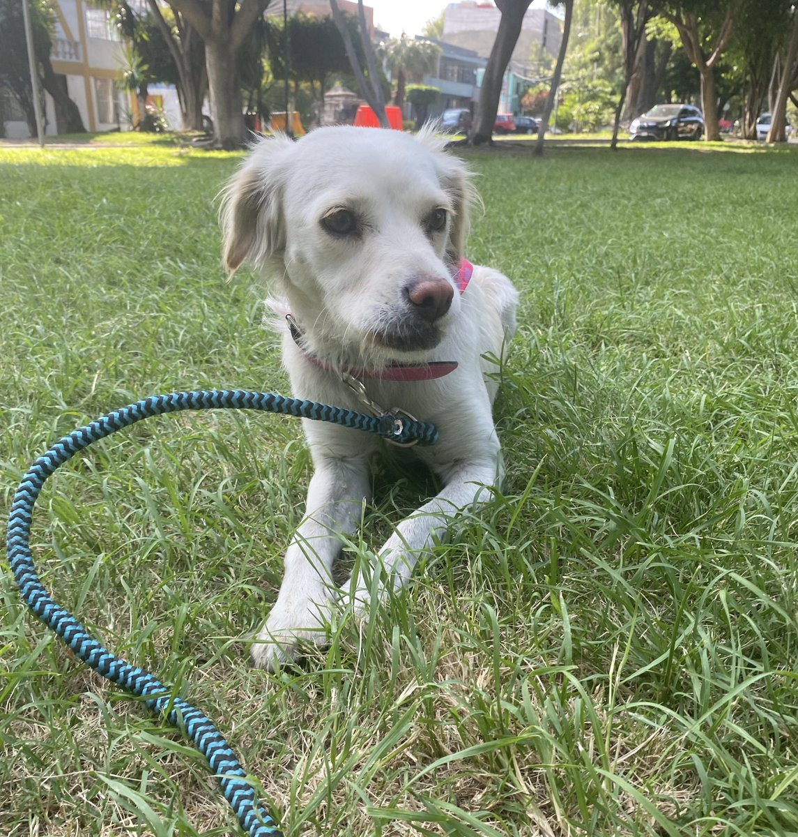 Nos habíamos hecho muchas ilusiones con que Simón sería adoptado,pero no fue así 😢
Así es esto amigos😕…
Queremos que nuestro hermoso perrito tenga una familia amorosa y responsable,recuerden que lo pueden conocer🐶
Es cariñoso y convive bien con otros perritos.
Estamos en CDMX