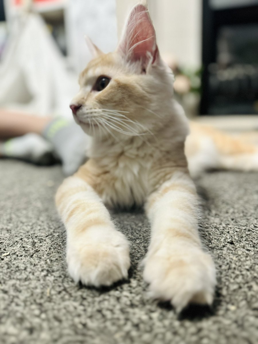 secretWofabook's tweet photo. Sorry! The spam will stop soon ๐
#mainecoonkitty #Zeus https://t.co/NuSN5Mztlu
