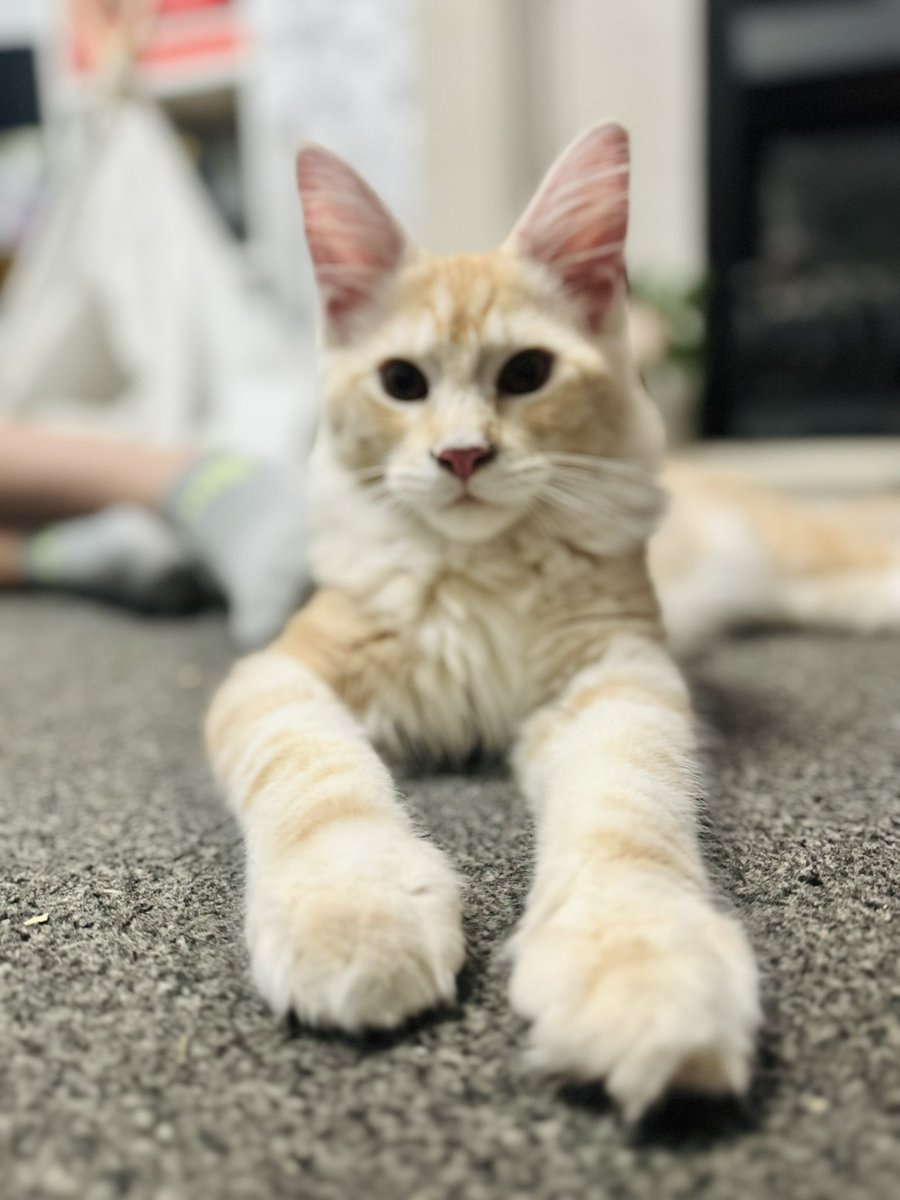 secretWofabook's tweet photo. Sorry! The spam will stop soon ๐
#mainecoonkitty #Zeus https://t.co/NuSN5Mztlu