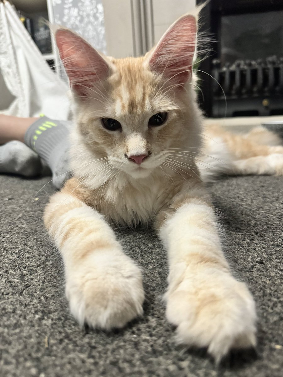 secretWofabook's tweet photo. Sorry! The spam will stop soon ๐
#mainecoonkitty #Zeus https://t.co/NuSN5Mztlu