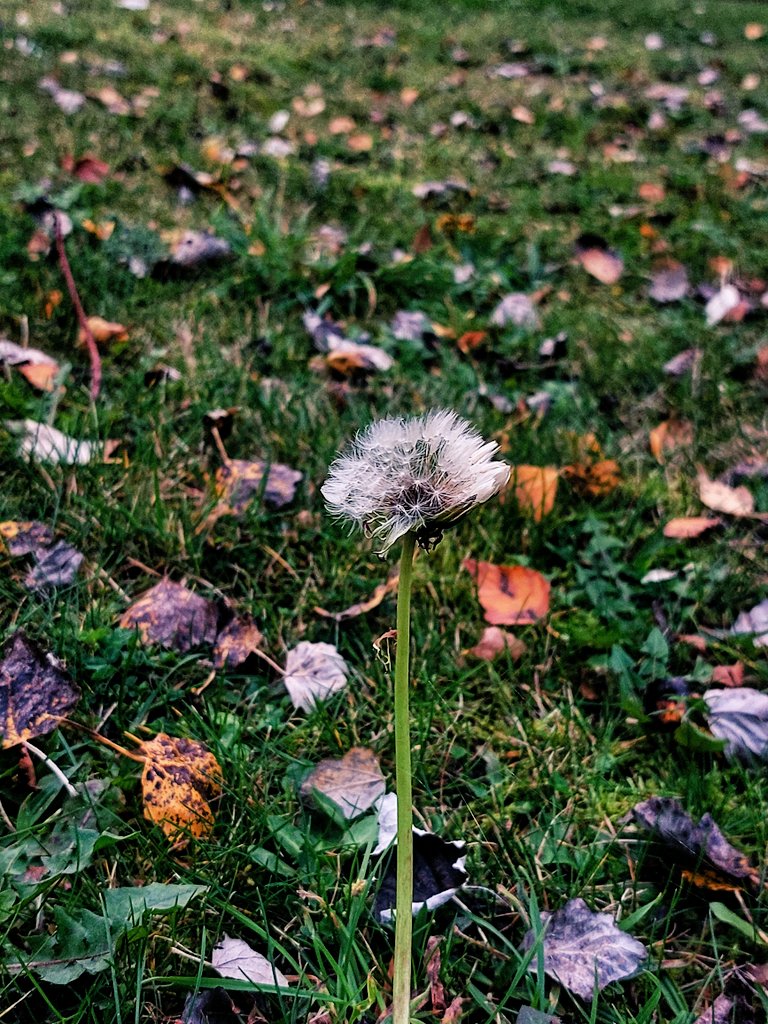 AakankshaShett3's tweet photo. Hello Autumn!🍂🍁 https://t.co/RRNbfIHl72