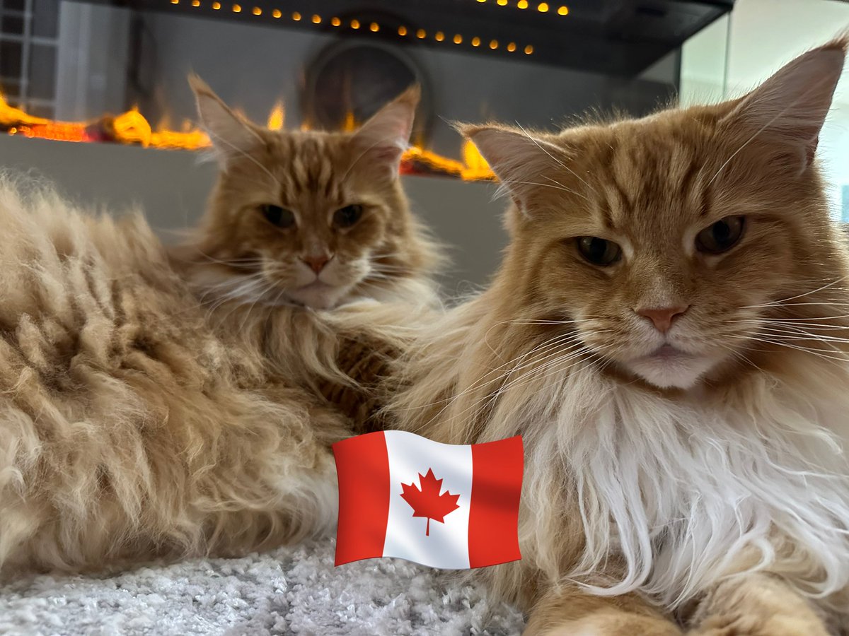 Bonus post for today - Happy #CanadianThanksgiving to all of our lovely friends in Canada!! 🇨🇦🇨🇦😸😸🦁🦁 #teamfloof #CatsOfTwitter