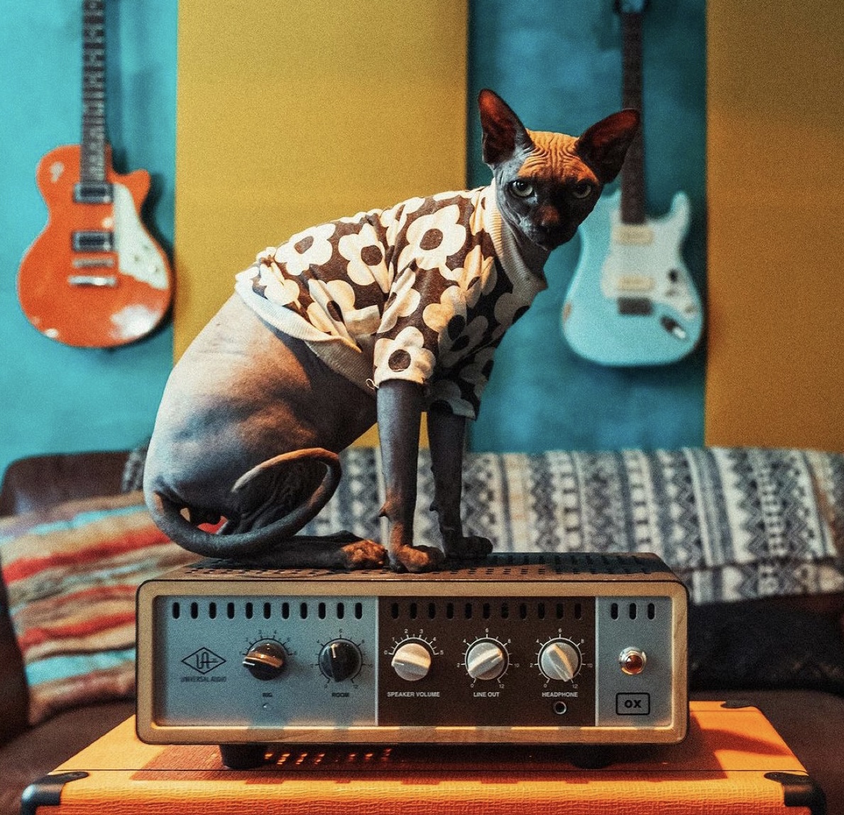 UAudio's tweet photo. Nothing tops the OX Amp Top Box.. except this cat 🐈

📸: https://t.co/QvVevBinkw

#uaOXbox #OXbox #UniversalAudio #Guitar #MusicProducer https://t.co/OrhDFjTycs