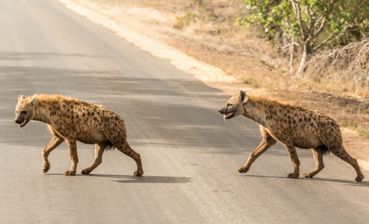 2 Spotted #Hyenas #walking across the #road , South Africa
.
.
.
#SpottedHyenas
#LaughingHyenas

#SouthAfricanHyenas
#WildHyenas

#AfricanWildlife
#AfricaCarnivore
#AfricanSavannah
#AfricanSafari

#WildlifePhotography #WildlifeMovement #WildlifeHabitat #AnimalEnglish #AnimalThen