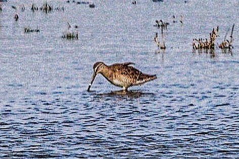 RachyC144's tweet photo. @NWTCleyCentre just wanted to ask if this photograph we took today from  one of your hides is of a Long-billed Dowitcher? #nwtgallary #wildlifephotography #nature #birdphotography #birdwatching #wildlife #northnorfolk #wildlife #bird #NatureBeautiful #NaturePhotograhpy https://t.co/8PMqQll7C4