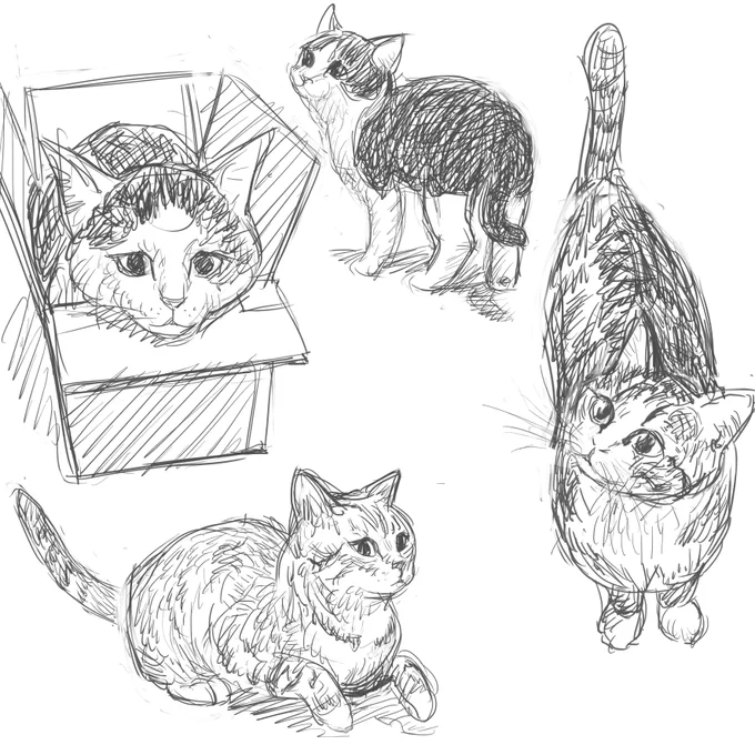 3時過ぎー
雨やまないスねー
苦しまぎれは 猫もしゃー
おつかれさまー
おやすみなさいー💤😴 