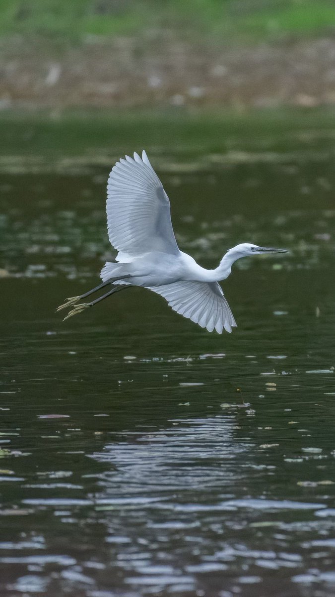 Marko Bogdanović tweet media