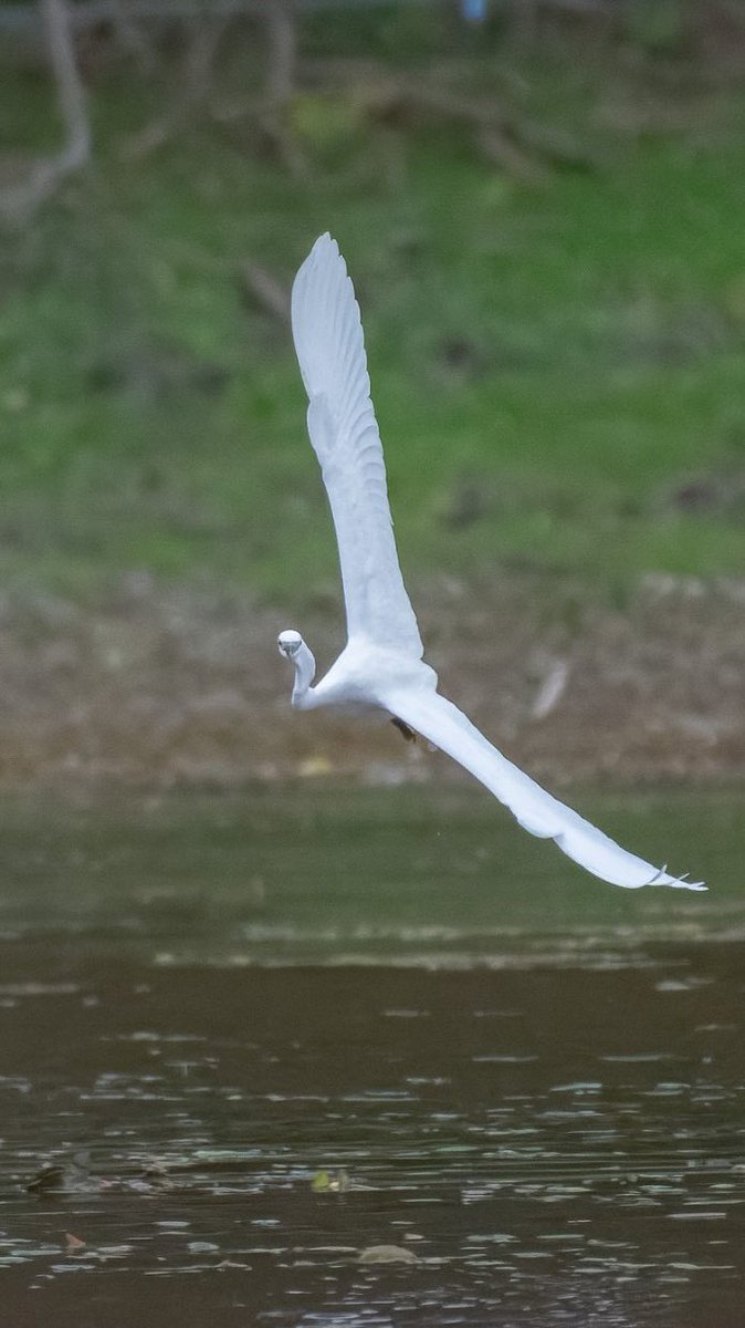 Marko Bogdanović tweet media