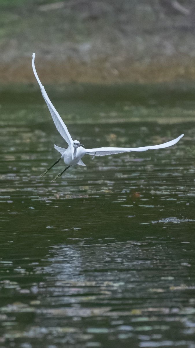 Marko Bogdanović tweet media