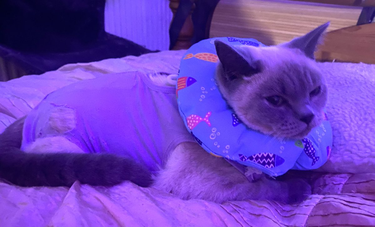 Struggling to keep Coco ‘calm’ now she’s home. Manic reaction to anaesthetic &amp; she wants to lick tummy (hence donut collar). I’ve confined her to bedroom to prevent any accidents. She’s purring away, just hope she sleeps soon #CatsOfTwitter