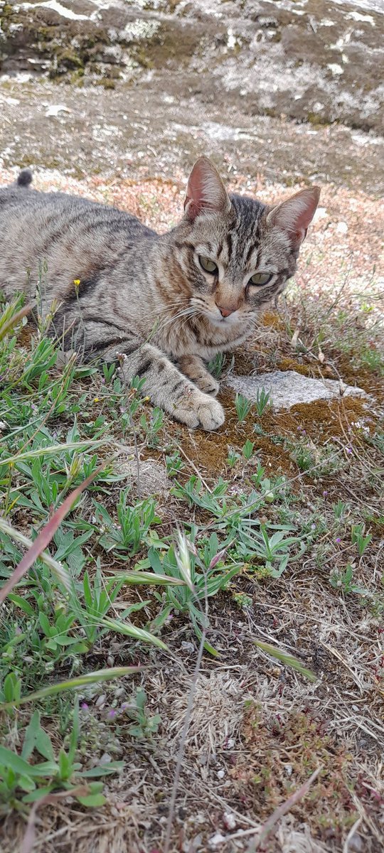 Raça: gato burguês 
Nome: sven
Beleza: o mais bonito de todos
Inteligência: tipo einstein
Raiva: só para os cães vadios abandonados  odeia os 
Medo: de trovoada :(( tadinho
Apelido: sveninho, bela adormecida, sabão em pó